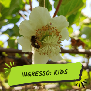 Florada do Kiwi com Picnic – Kids