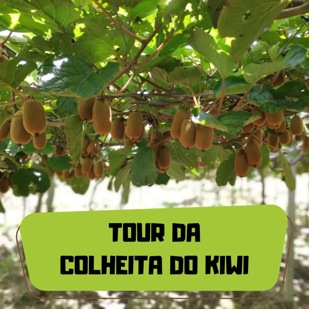 capa tour da colheita do kiwi 2026