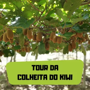Tour da Colheita do Kiwi