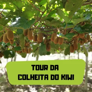 Tour da Colheita do Kiwi