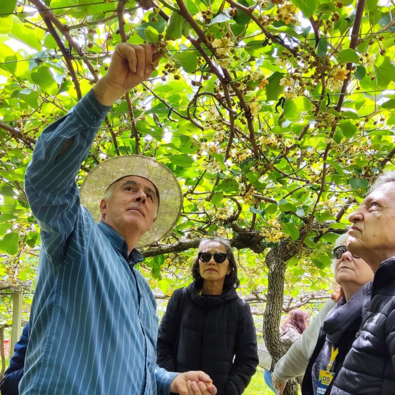 Aprenda Sobre a Flor do Kiwi - Chácara Kiwi da Serra