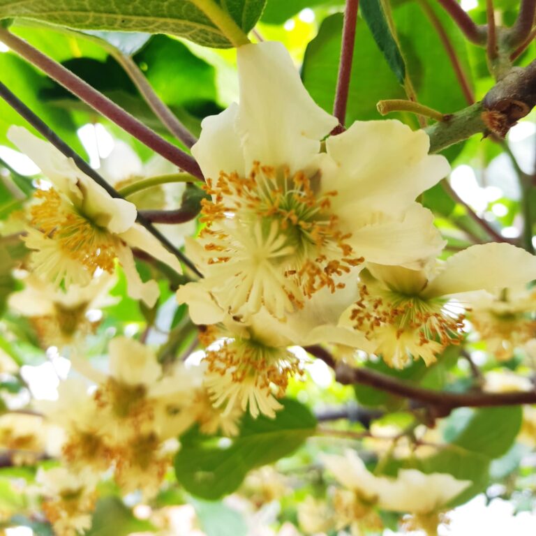 Flor do Kiwi - Chácara Kiwi da Serra