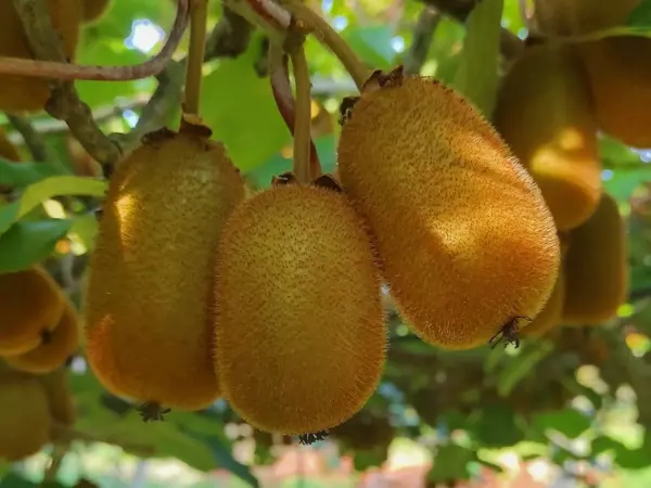 Leia mais sobre o artigo Qual é a Origem da Fruta Kiwi