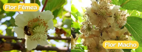 diferença na flor de kiwi macho e fêmea