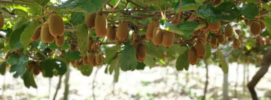 pomar de kiwi no brasil