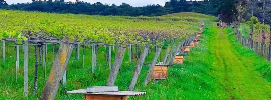 caixas de abelhas para polinização do kiwi