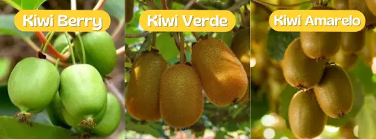 variedades de kiwi. Kiwi verde, kiwi amarelo e kiwi berry