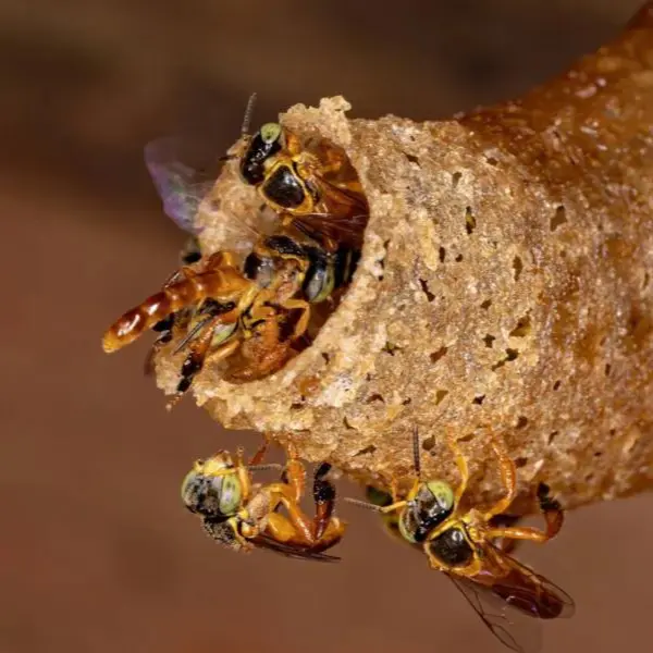 visita ao meliponário