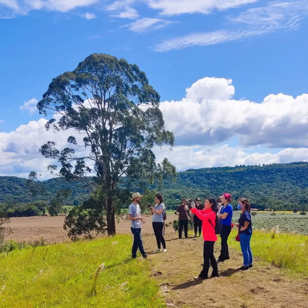 tour colheita do kiwi explicação de são luiz do purunã