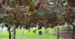 Leia mais sobre o artigo Como escolher a muda ideal para plantar kiwi em casa