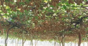 Leia mais sobre o artigo Frutas exóticas que crescem no Brasil, veja 7 que surpreendem