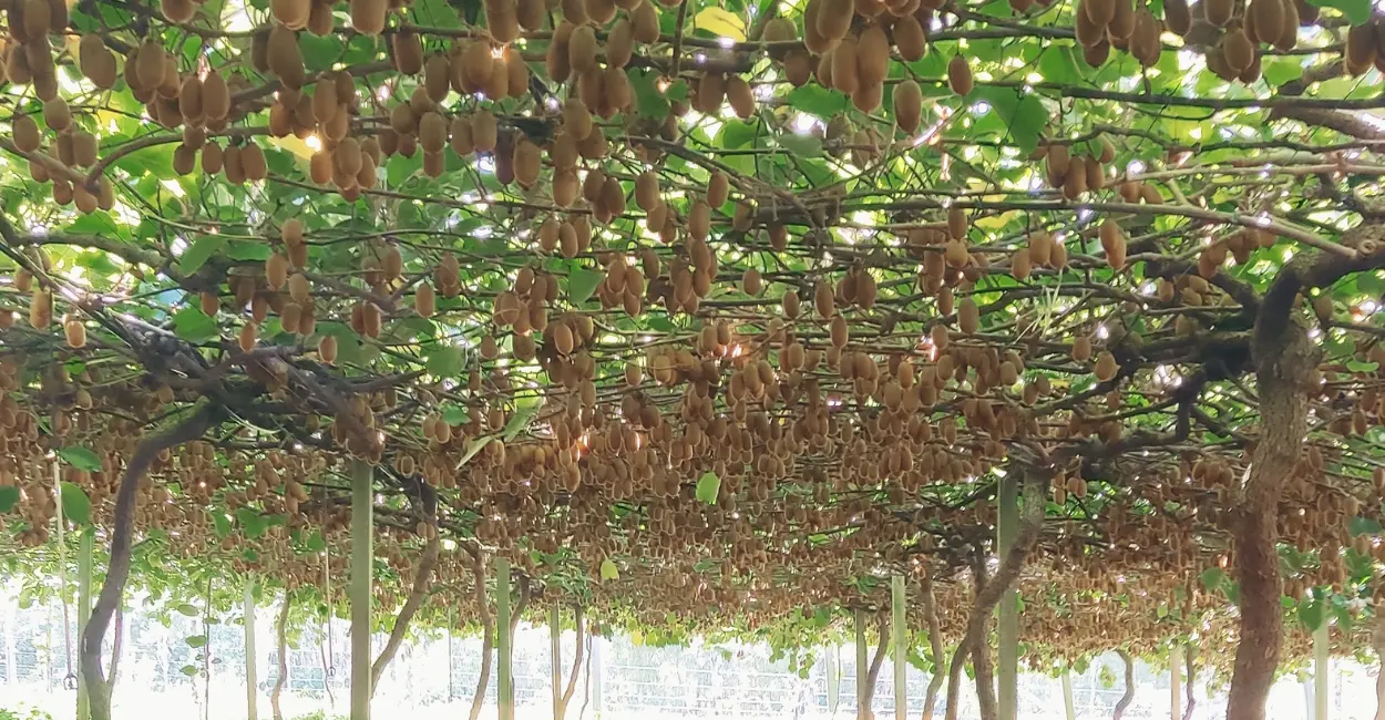 Leia mais sobre o artigo Frutas exóticas que crescem no Brasil, veja 7 que surpreendem