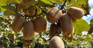 Leia mais sobre o artigo Por que o kiwi importado domina os mercados do Brasil?