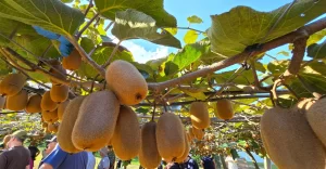 Leia mais sobre o artigo Kiwi dá em qualquer região? Veja onde ele se adapta melhor no Brasil