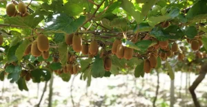 Leia mais sobre o artigo Quanto tempo o kiwi leva para dar frutos? Veja o que esperar