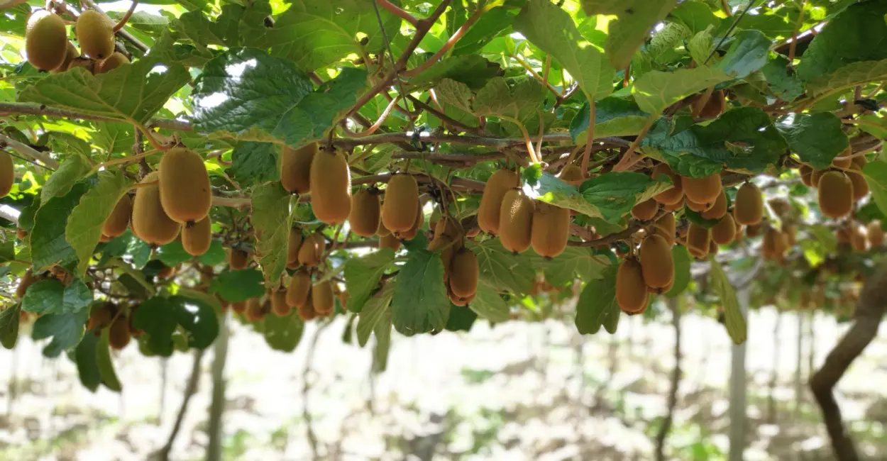 Leia mais sobre o artigo Quanto tempo o kiwi leva para dar frutos? Veja o que esperar