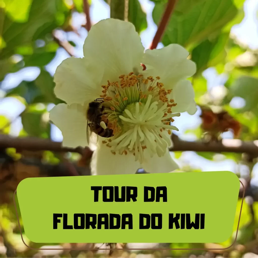 capa produto tour florada
