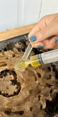 capa degustação de mel