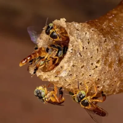 visita ao meliponário